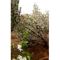 八棱海棠樹(shù)價(jià)格