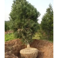 哪里有白皮松？白皮松多少錢？