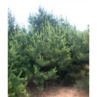 白皮松，白皮松小苗