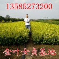 彩色苗：金葉女貞、小葉女貞、紅葉小檗、水臘、紅葉石楠