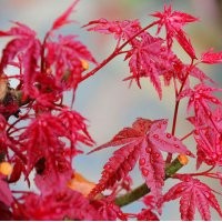 紅舞姬紅楓 紅舞姬紅楓種植前景怎么樣