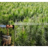 【濕地松】各規(guī)格濕地松杯苗，濕地松小苗供應(yīng)