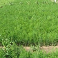 香花槐、黃金槐、國(guó)槐、金枝國(guó)槐、銀杏、香椿樹(shù)、冬青、杜仲、