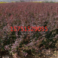 紅葉小檗苗批發(fā)_就選榮慶_苗圃直銷_全國發(fā)貨