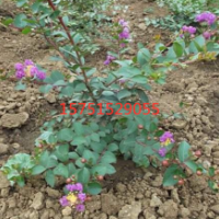 【矮紫薇】最新矮紫薇_價(jià)格_圖片_產(chǎn)地報(bào)價(jià)表