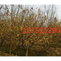 江蘇直供臘梅樹 苗圃直供