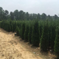 北京檜供應(yīng)