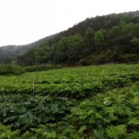 多仔春羽和本地春羽