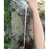 美國紅楓夕陽紅扦插苗