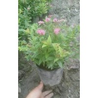 繡線菊批發(fā)基地供應(yīng) 繡線菊工程苗子價格