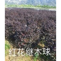 紅葉石楠，金邊黃楊，海桐，金森女貞，香樟樹，桂花樹，樸樹，烏