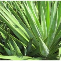 【劍麻小苗】最新劍麻小苗_價格_圖片