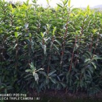 基地杜娟出售：毛娟,茶梅，紅葉石楠,龜甲冬青