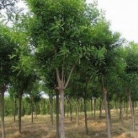 低價銷售國槐樹