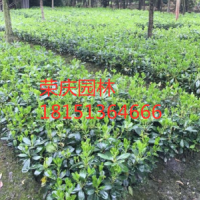 海桐哪里有貨源？海桐哪里便宜？海桐苗圃直供