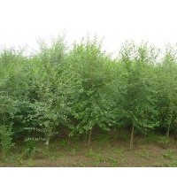 大量供應；白榆、榆樹、刺槐、香花槐