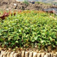 供應(yīng)西南樺組培容器苗