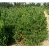 1-4米云杉、樟子松、柳樹樹苗