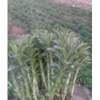 專業(yè)出售三七景天