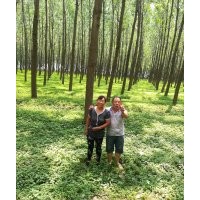 國槐苗 花椒苗 皂角苗 香椿苗 北欒苗 法桐 白皮松 蘋果苗