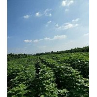 一千萬棵梓樹小苗供應(yīng)