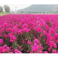 美國紅葉紫薇（天鵝絨）