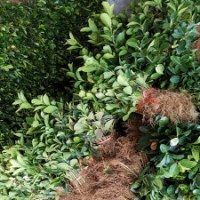 2019年冬青小苗價(jià)格行情