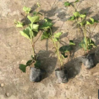 爬山虎小苗什么價(jià)格?【爬山虎小苗】最新爬山虎小苗_價(jià)格