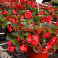 江蘇大花海棠價(jià)格 大花海棠低價(jià)批發(fā)