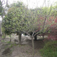 哪里有蠟梅？臘梅多少錢？江蘇大量供應蠟梅