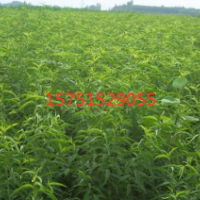 江蘇低價供應毛桃 苗圃直銷毛桃