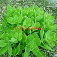 哪里有八寶景天 低價(jià)批發(fā) 八寶景天 苗圃直發(fā)