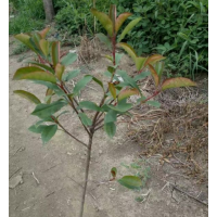 紅葉石楠低價(jià)供應(yīng) 2019哪里有紅葉石楠便宜