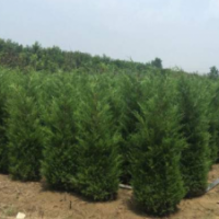 西安檜供應(yīng)