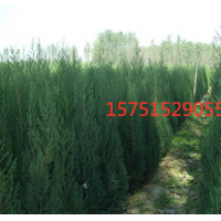 鉛筆柏哪里有？