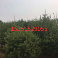 白皮松低價供應(yīng)