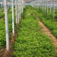 中天玫瑰大田苗高度80以上，冠幅80以上，大量有貨