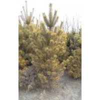 忻園錦誠苗木合作社