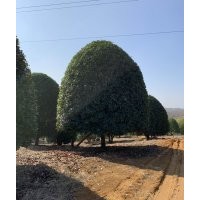 大量出售香樟、樸樹、銀杏、紅梅等優(yōu)質(zhì)苗