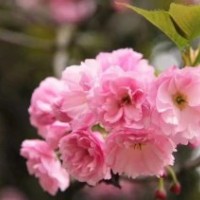 關(guān)山櫻 日本晚櫻速生晚櫻重栽櫻花 櫻花小苗 紅葉櫻花