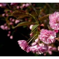 速生中華晚櫻 速生櫻花小苗 中華晚櫻樹苗供應(yīng)批發(fā)采購