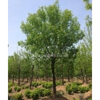 長(zhǎng)期供應(yīng)白蠟