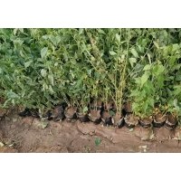 棣棠，珍珠梅，紅潤(rùn)木，紅王子錦帶，東北連翹，迎春花