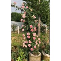 江蘇大量供應(yīng)龍沙寶石 低價批發(fā)