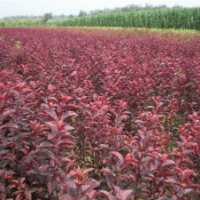 紅葉女貞哪里有基地 紅葉女貞江蘇貨源