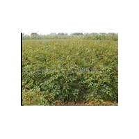 供國槐苗 刺槐苗 花椒苗 速生楊