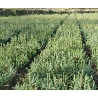 云杉,馬尾松常年供應(yīng)10x20原床苗，30x50.50x80，80X1米等各種規(guī)