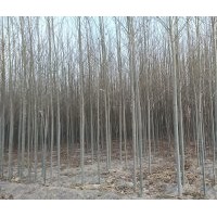 3-5分河北楊供應