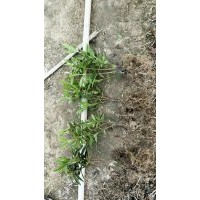 銷售各種色塊地栽小苗