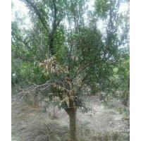 哪里有軟仔石榴突尼斯，出售地徑5公分石榴，出售8公分石榴樹，出